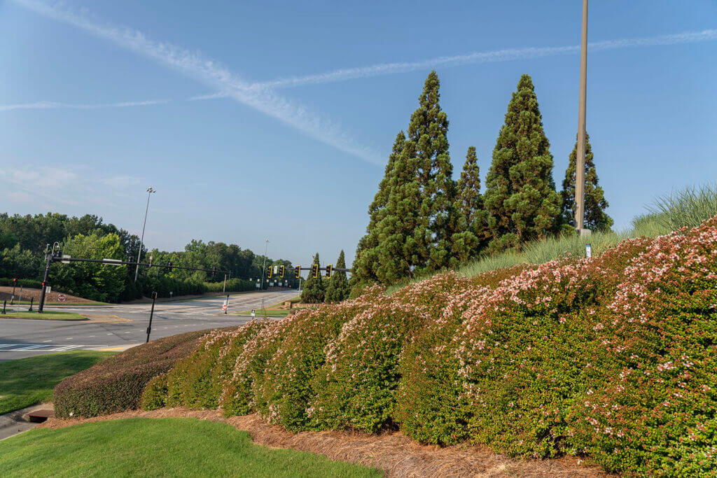 Windward Parkway landscaping shrubs and trees in June 2024